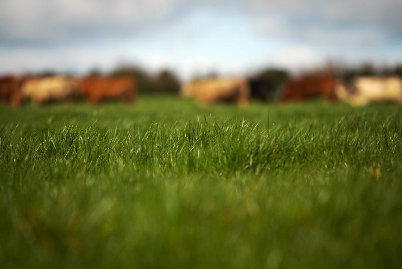 MSD acquires Brazilian animal health company