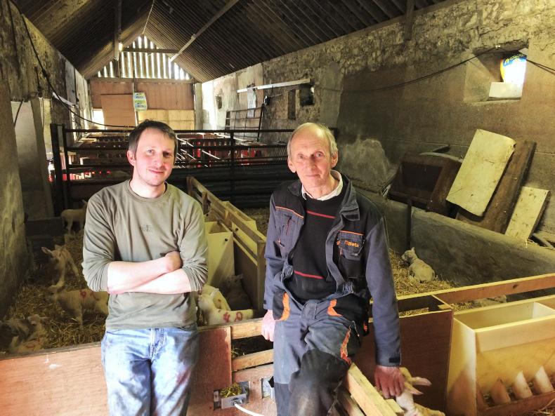 Watch: Over 850 lambs born from 330 ewes in Co Offaly