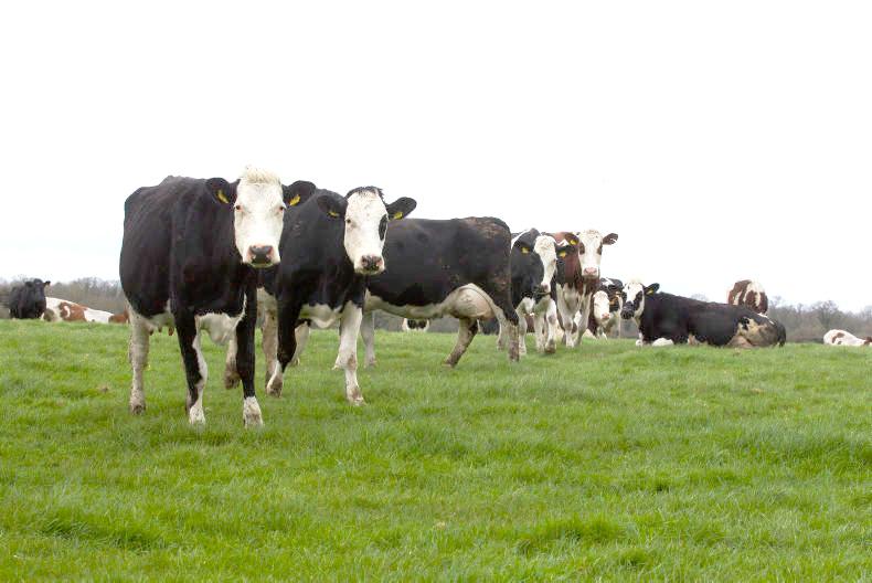 Aber dominates the top grasses 