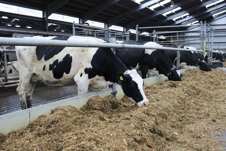 Holstein heifers sell for up to £2,900 at Dungannon