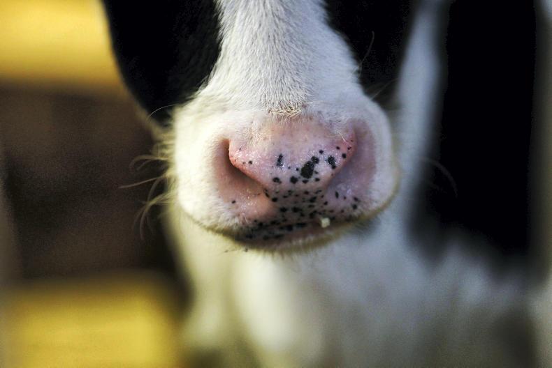 Dairy births move ahead of last year