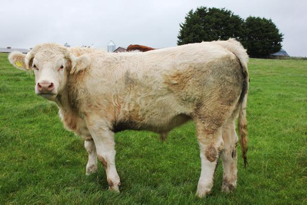 NI quality assurance scheme reaches 25 years 