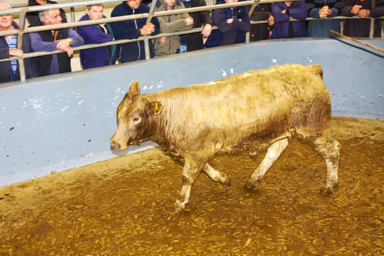 Store buyers active in Caherciveen