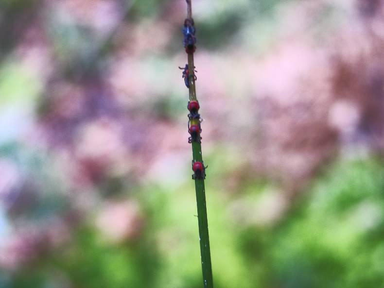 We must be tick aware - Lyme disease is on the rise