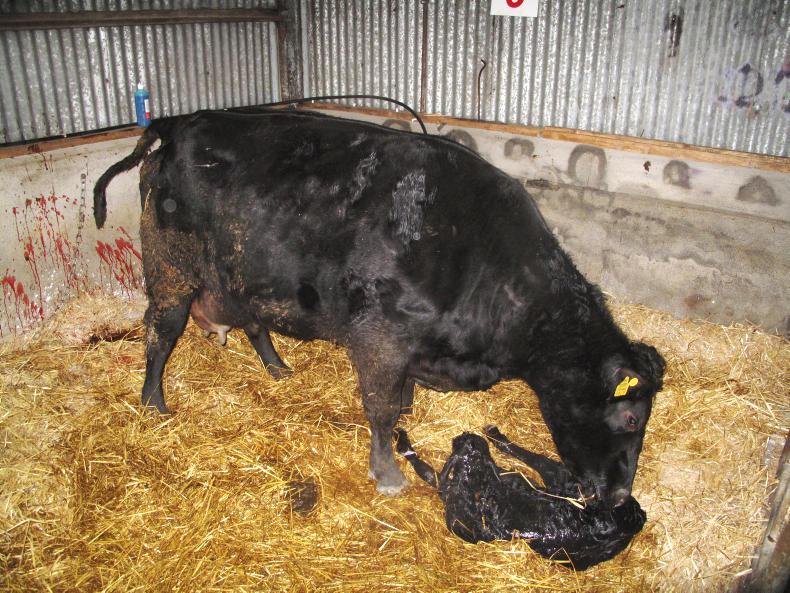 Beef calf births down 21,000 head in 2017