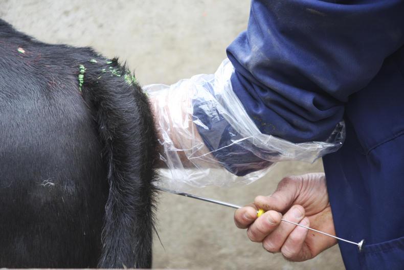 Dairy breeding: decision time on farms