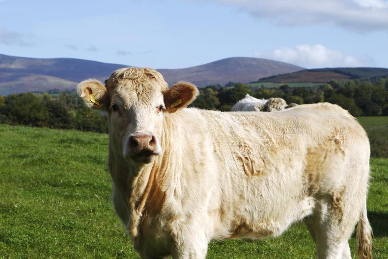 Beef management notes: coccidiosis