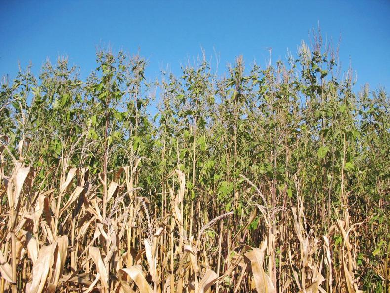 Glyphosate resistance a growing problem in Ontario