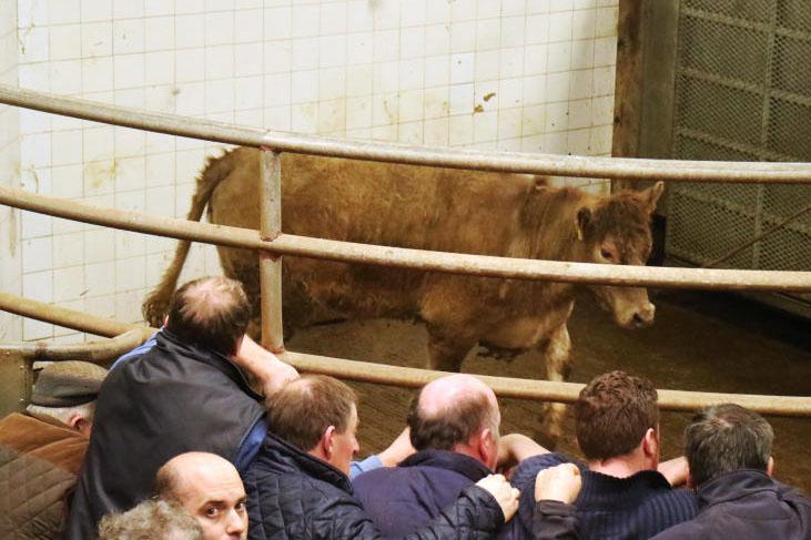 Feeder and farmer activity drives cattle prices in Balla