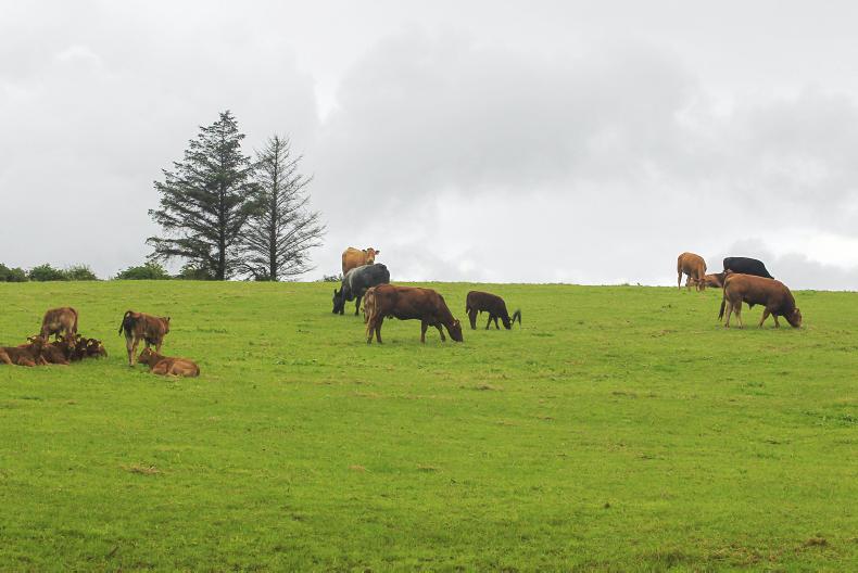 Comer to emulate Gigginstown? 