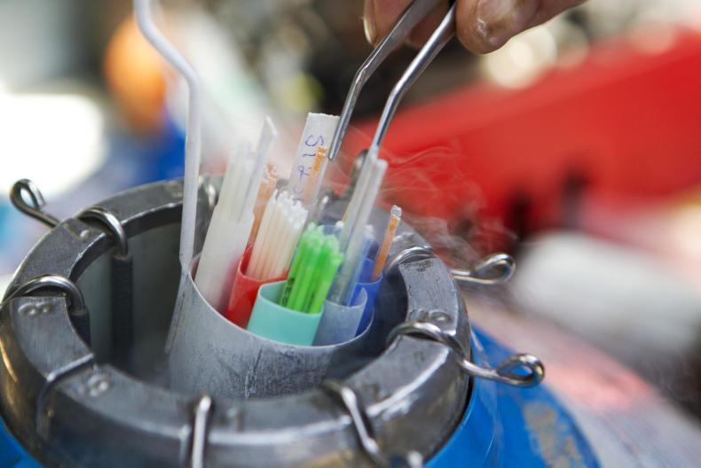 Gene Ireland test bull programme closes without Eurogene and Dovea