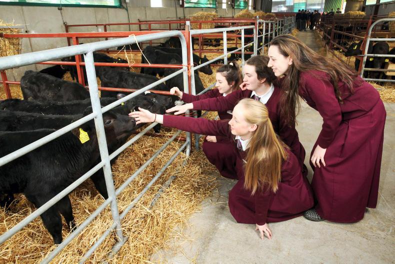 Five schools to rear Angus calves for Leaving Certificate