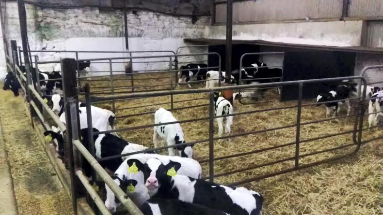 Farmer Writes: analysing the calving season 