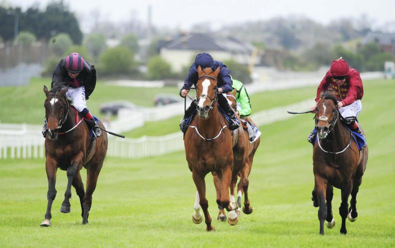 Harrington's Duke is a hot contender for the Irish National