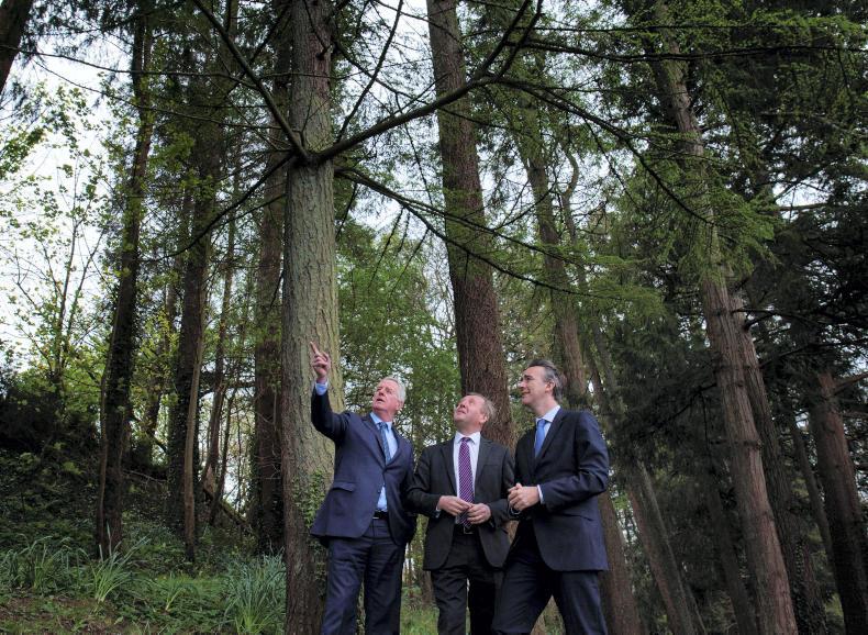 Coillte to provide continuation of annual income over the life of a forest