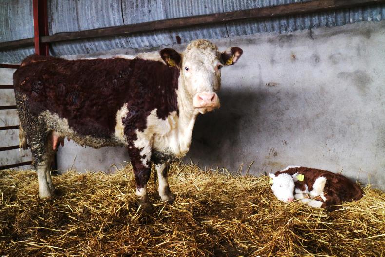 BETTER Farm – 300 acres to fill in Thurles