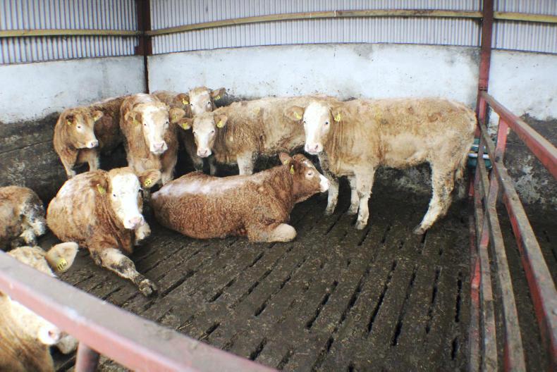 Spring bulls coming fit for slaughter on NI suckler programme farms
