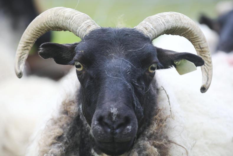DNA match leads to return of stolen Donegal sheep 