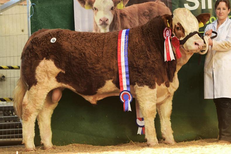 Simmentals peak at €6,600 for male champion