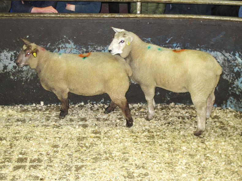 Strong spring lamb entry in Raphoe