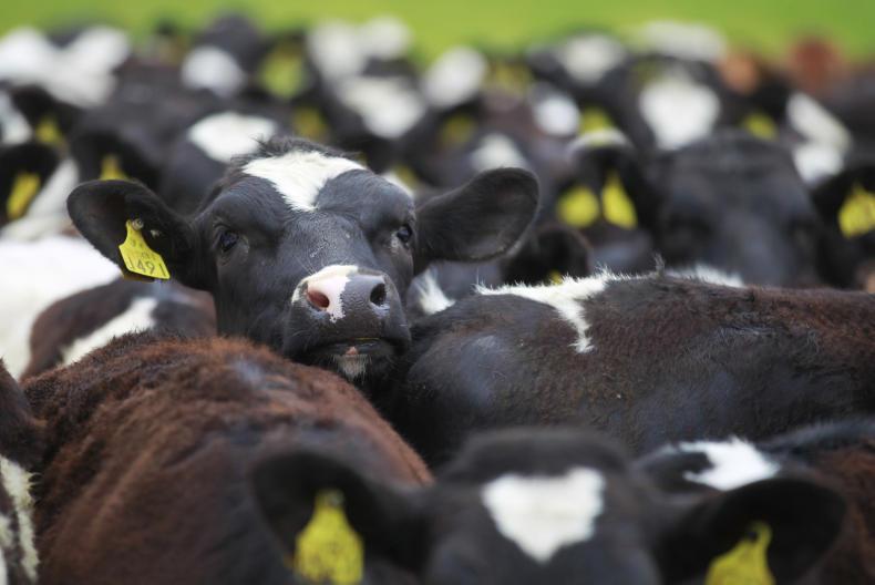 Listen: new Bord Bia quality assurance scheme launched