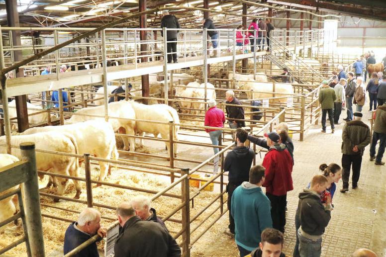 Limousin bull tops Ballina multi-breed sale