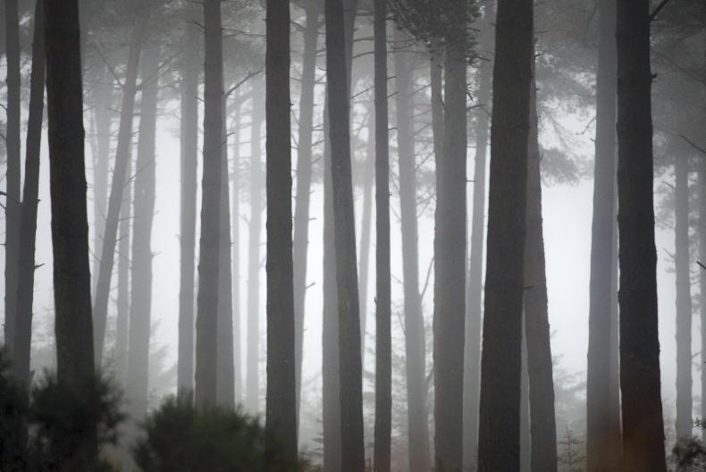 Coillte signs €1m contract for remote sensing forest management 