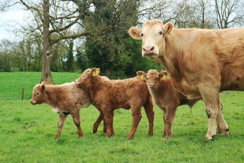 Watch: spring or summer calving debate rages in Longford