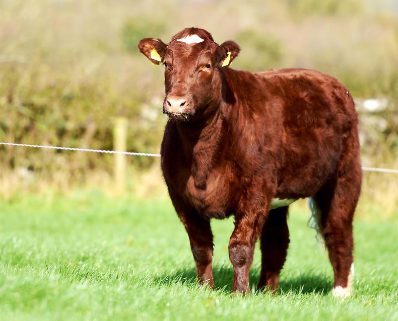 Online Shorthorn sale hits €5,200