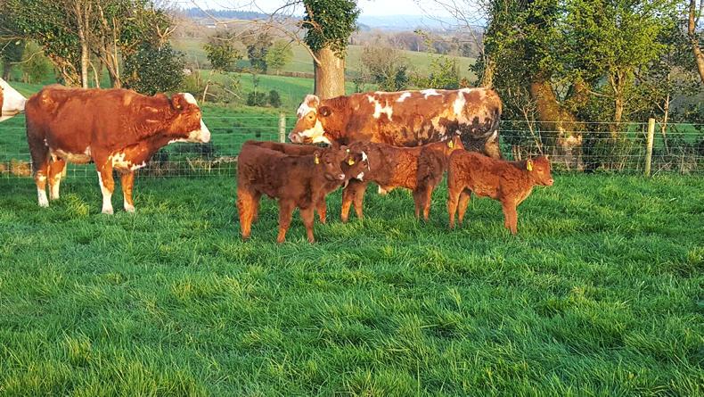 Focus turning to maximising grass growth