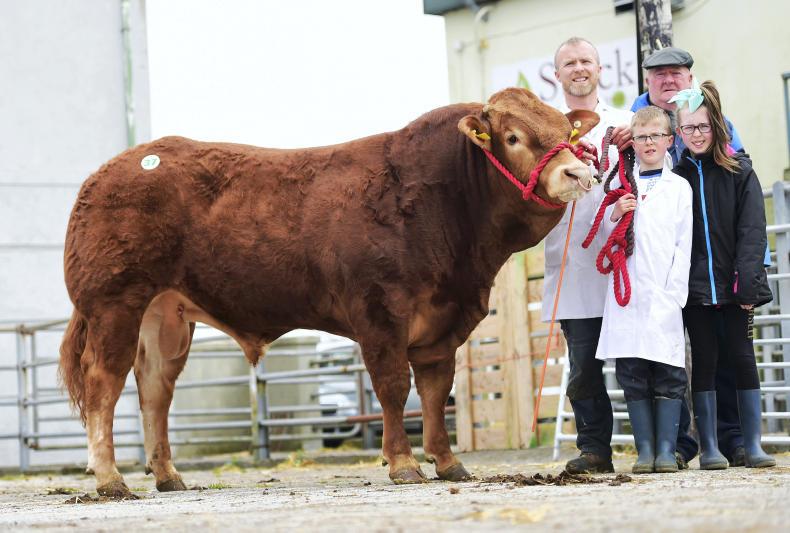 €6,800 leads Limousin Athenry sale