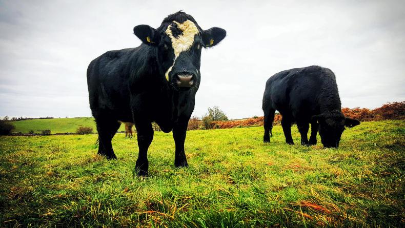 Farmer writes: education is key in face of vegan and animal rights attacks