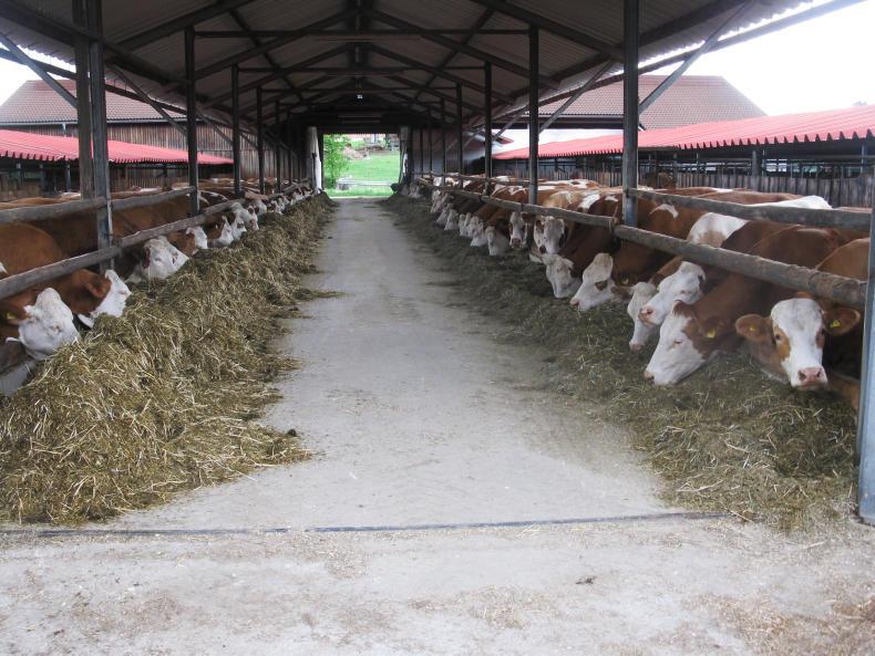 German dairy farmers producing milk at a 23% loss – survey