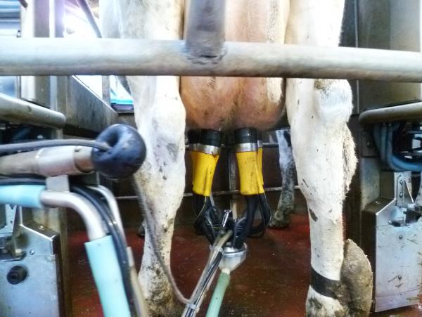 MEPs propose new supply controls