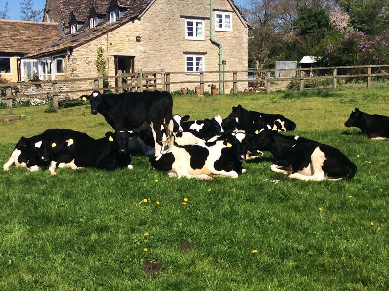 Farmer writes: a good drafting gate is more exciting than a general election