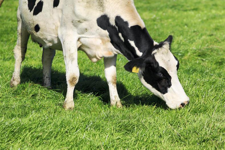 US milk production continues to increase