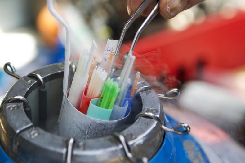 Replacement offer for relegated bulls