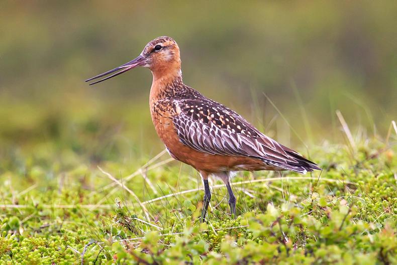 Bird survey to be carried out on 1,220ha along the Shannon Estuary 
