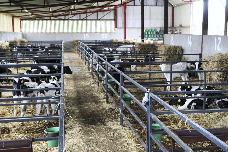 Dairy calf births running 3% higher than 2016