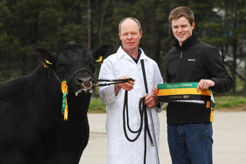 Aberdeen Angus bulls raech 3,000gns at Dungannon