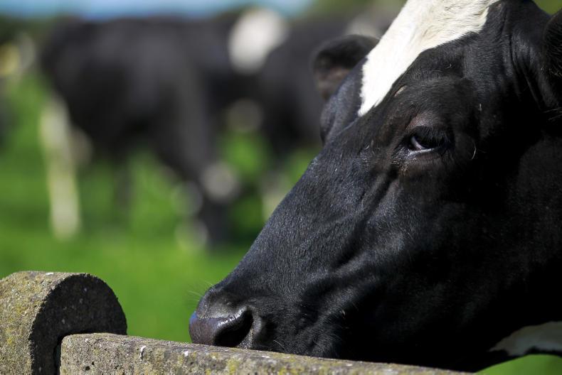 Lead poisoning kills two cows in Tipperary
