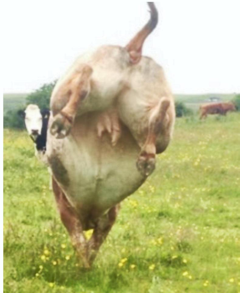 Six-star heifer catches the eye