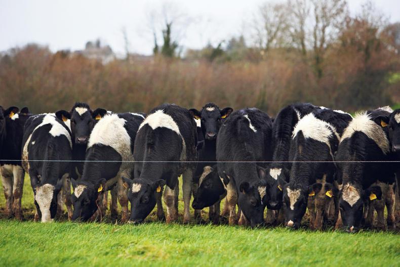 Using teams of high-EBI bulls this springtime