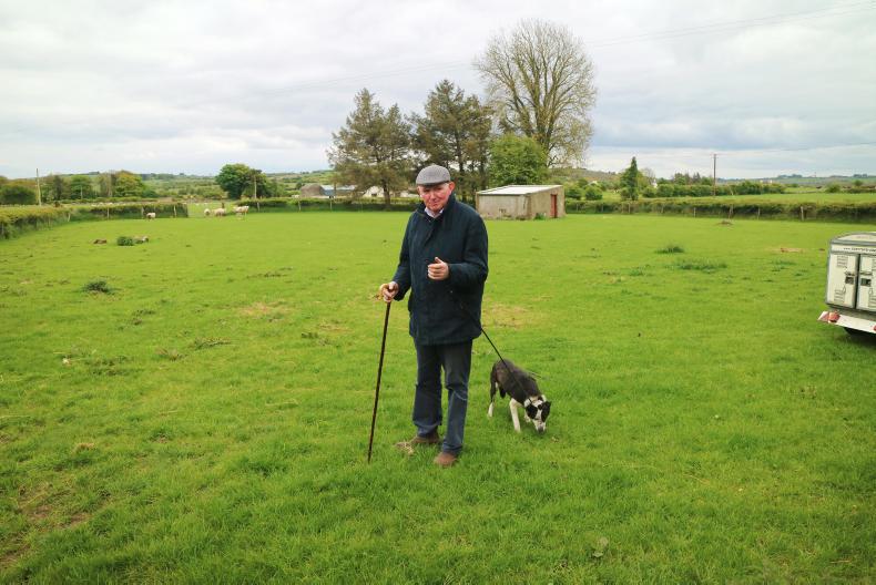 Training the handler and not just the sheepdog