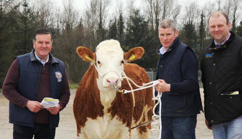 Show news: Ballymena Show to host Simmental heifer derby