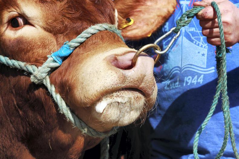 The great beef debate essay 07 picture