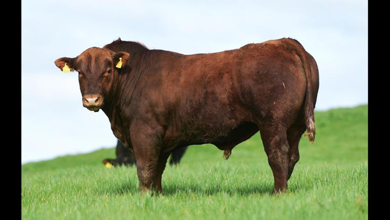 Lisduff annual sale led by €8,000 bid