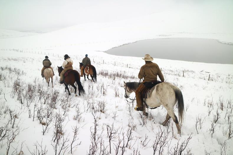 Watch: moving cows on horseback in the Rocky Mountains