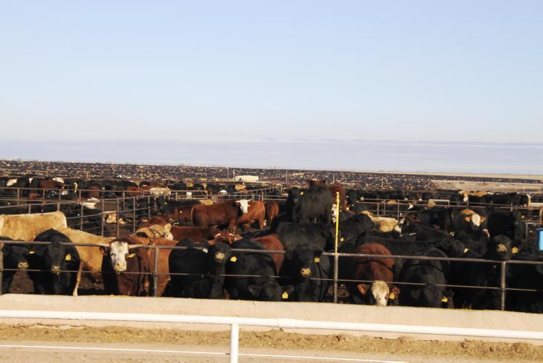 Cargill sells remaining beef feed lots