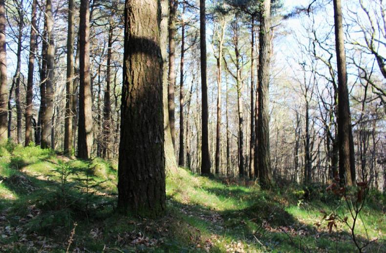 Forestry conference to assess minor conifers in Ireland